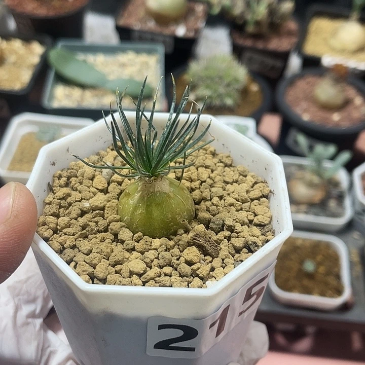 245毛叶迷你海葱，