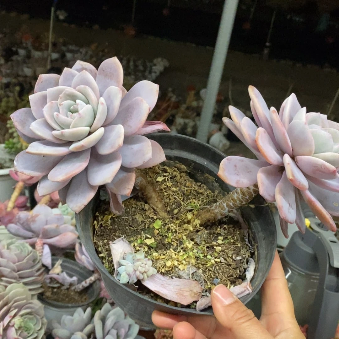 红茶大双头起发，120杯