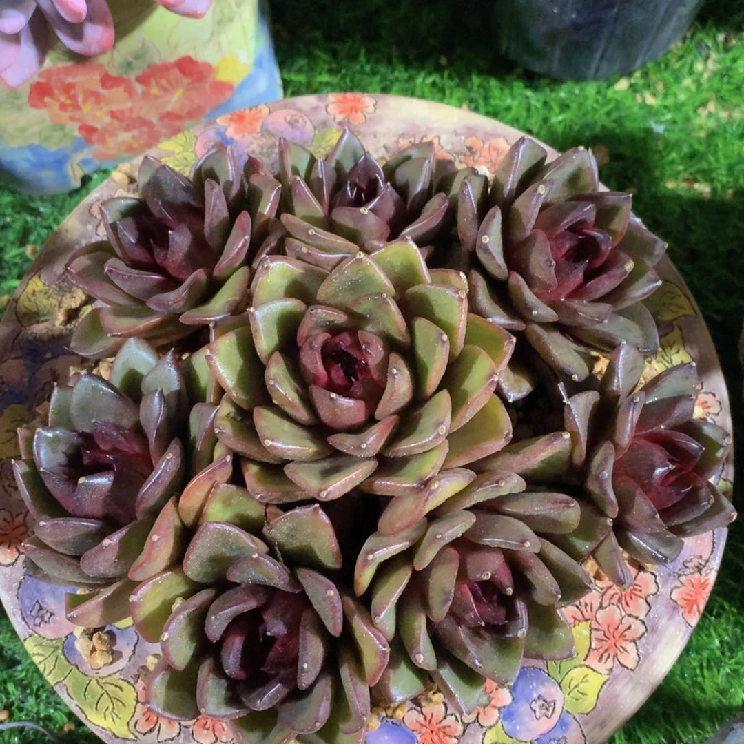 黑金玫瑰捧花18公分一物一拍