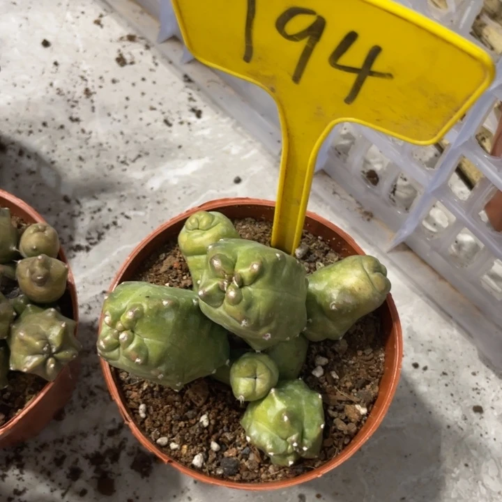 橙桃多头一物一拍194