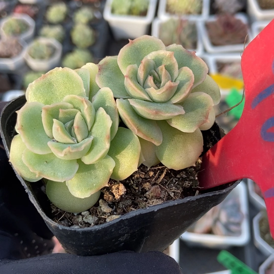 967虾饺多肉植物多肉