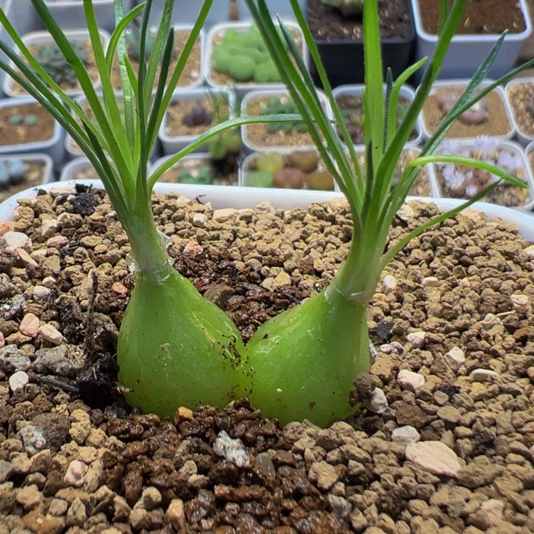 109多肉植物百科植物