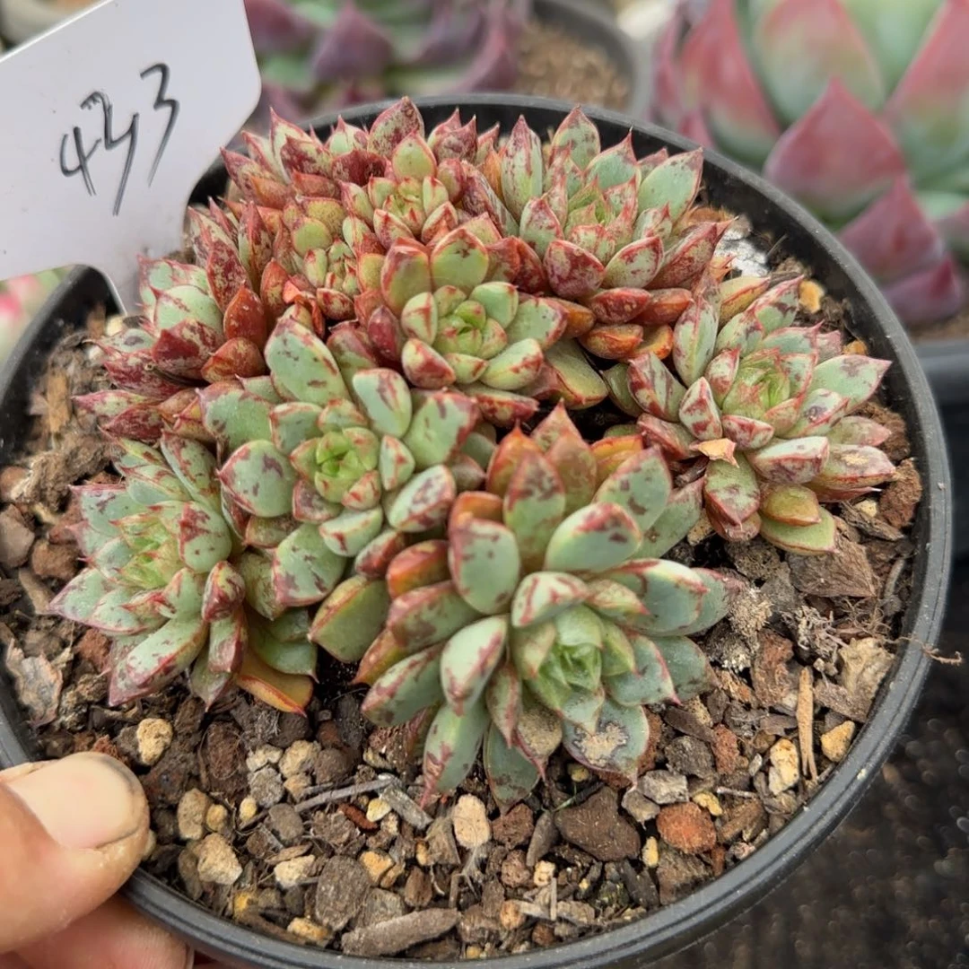 血燕一物一拍包装收缩花旱