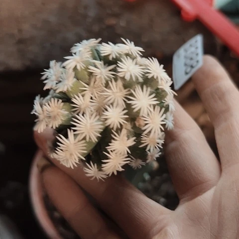 388仙人球特价活动开始