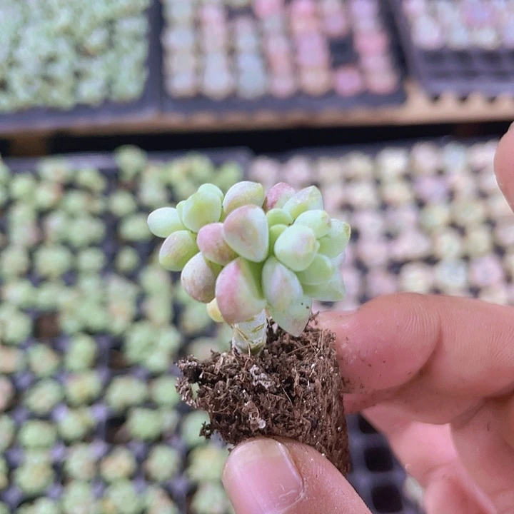 玉坠精品多肉量拍