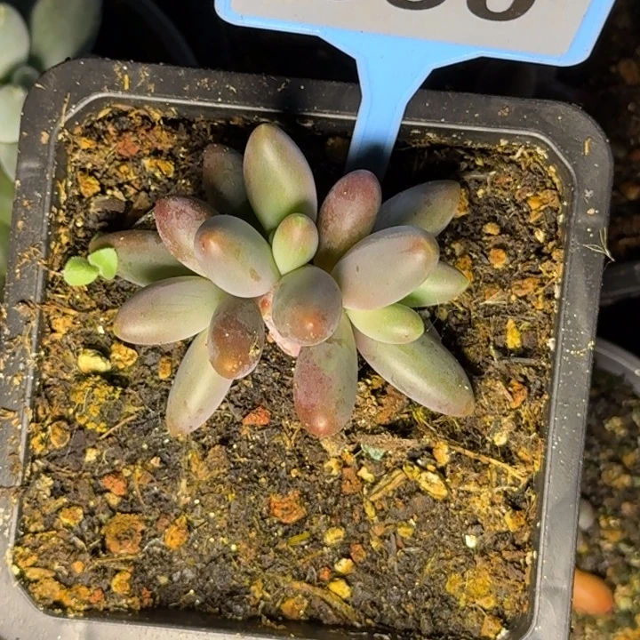 好****多肉植物烟花美人090