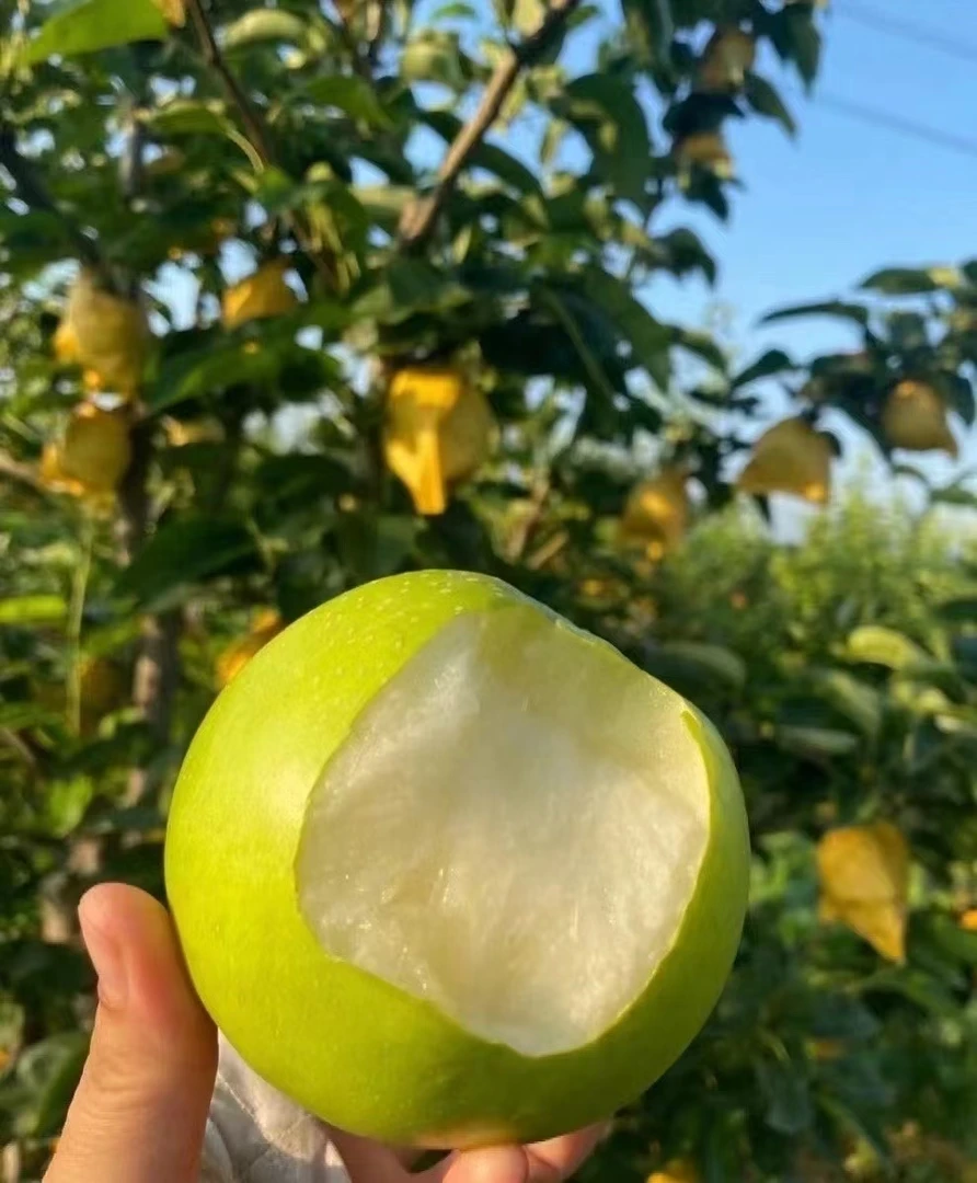 湖北苏翠一号脆冠梨新鲜梨子酥脆青皮梨子带箱5斤汁多化渣脆梨