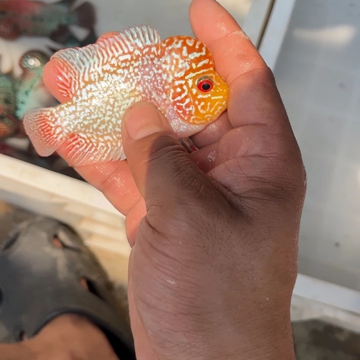 罗汉鱼尘*，我也不知道我为什么要这样对你呢