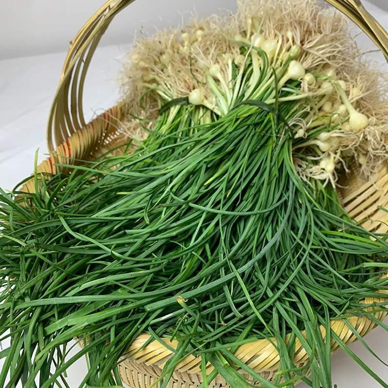 湖南湘西新鲜野葱野菜现挖小根蒜胡葱沙葱当季麻阳香葱苦非藠头