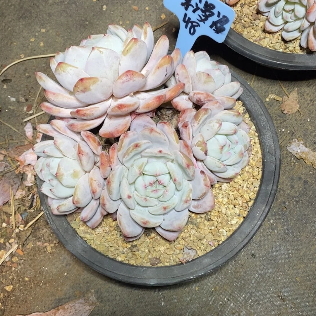 啊军喵多肉橙子群