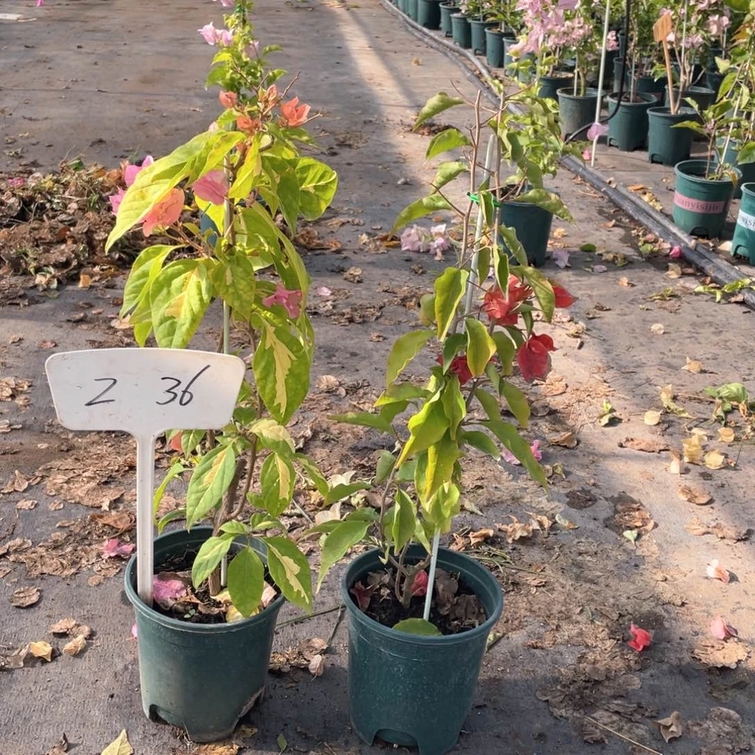 用***4全部花朵金心橙白+热火桑巴Z36