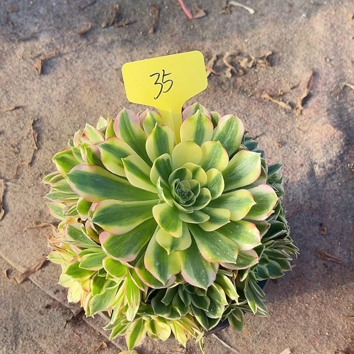 35一颗海王法师多肉