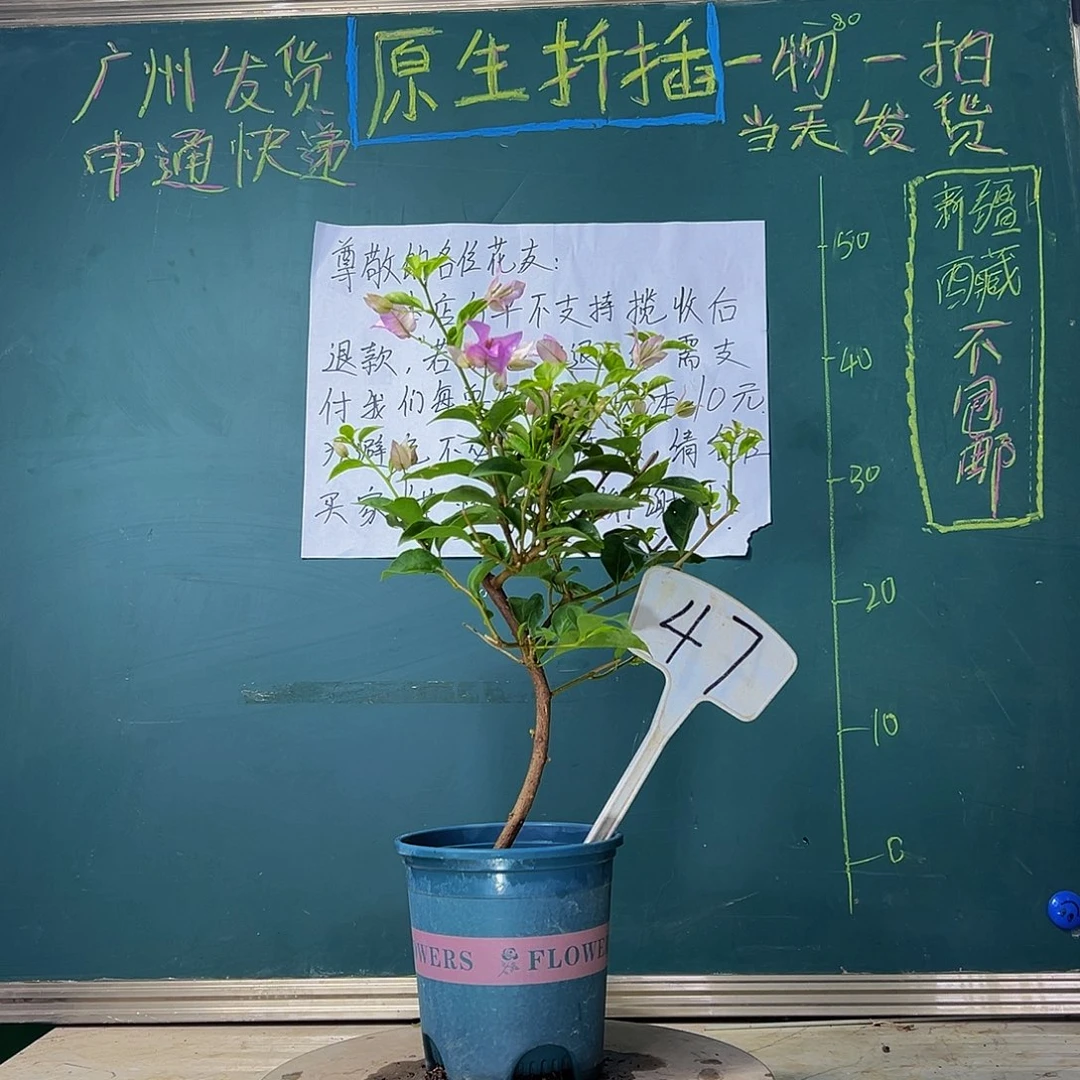当前无花栽培后可以开花 福利 雪紫 47