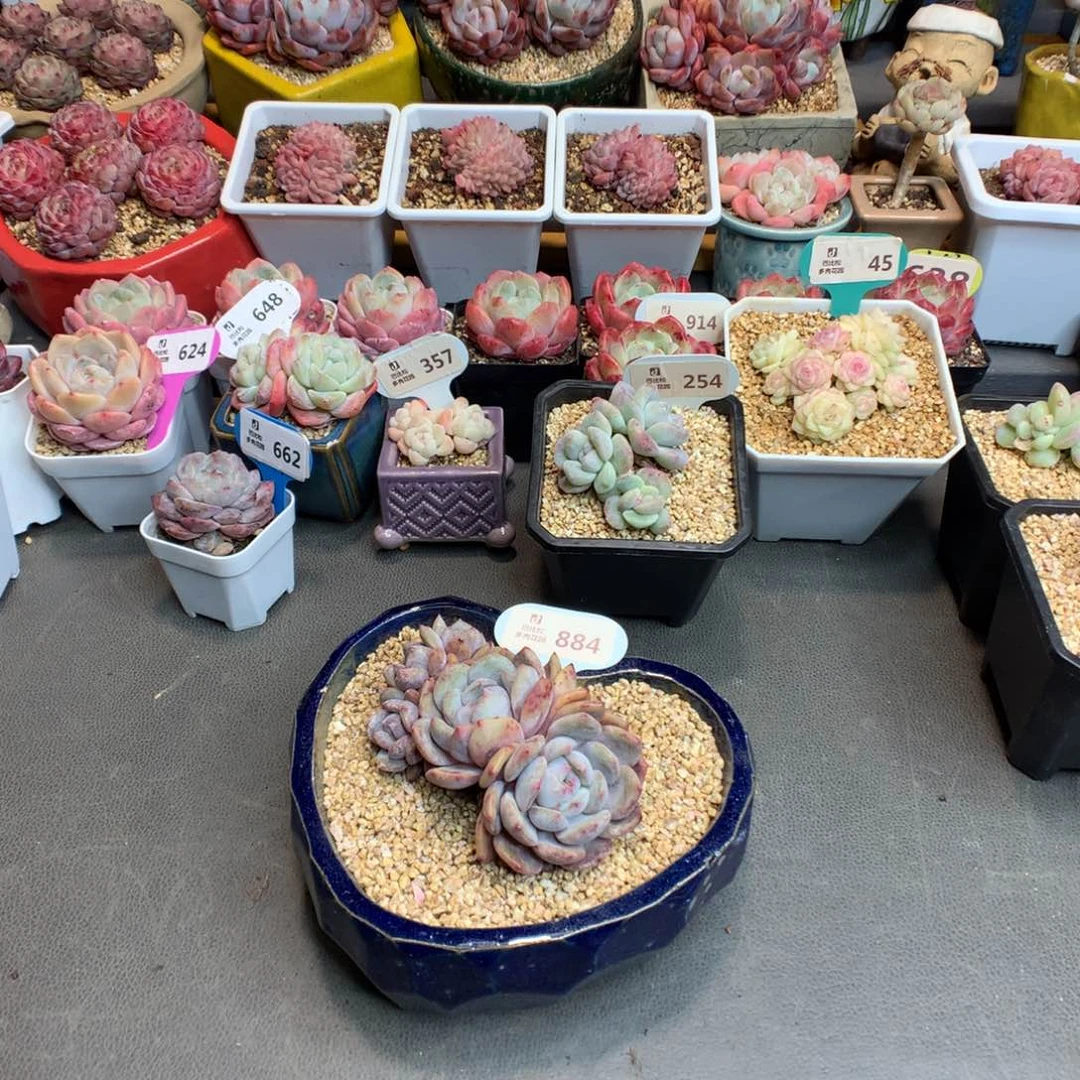 反*序884 特星影多肉多肉