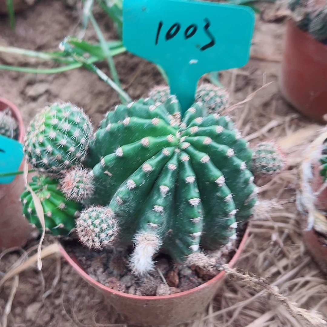 浓桃金 1003侧芽 满20包邮