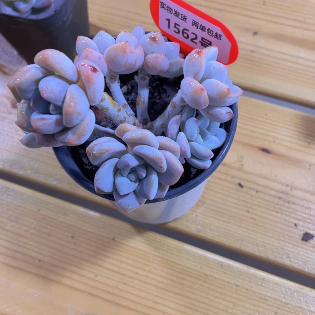 1562号 老桩奶芙多头群