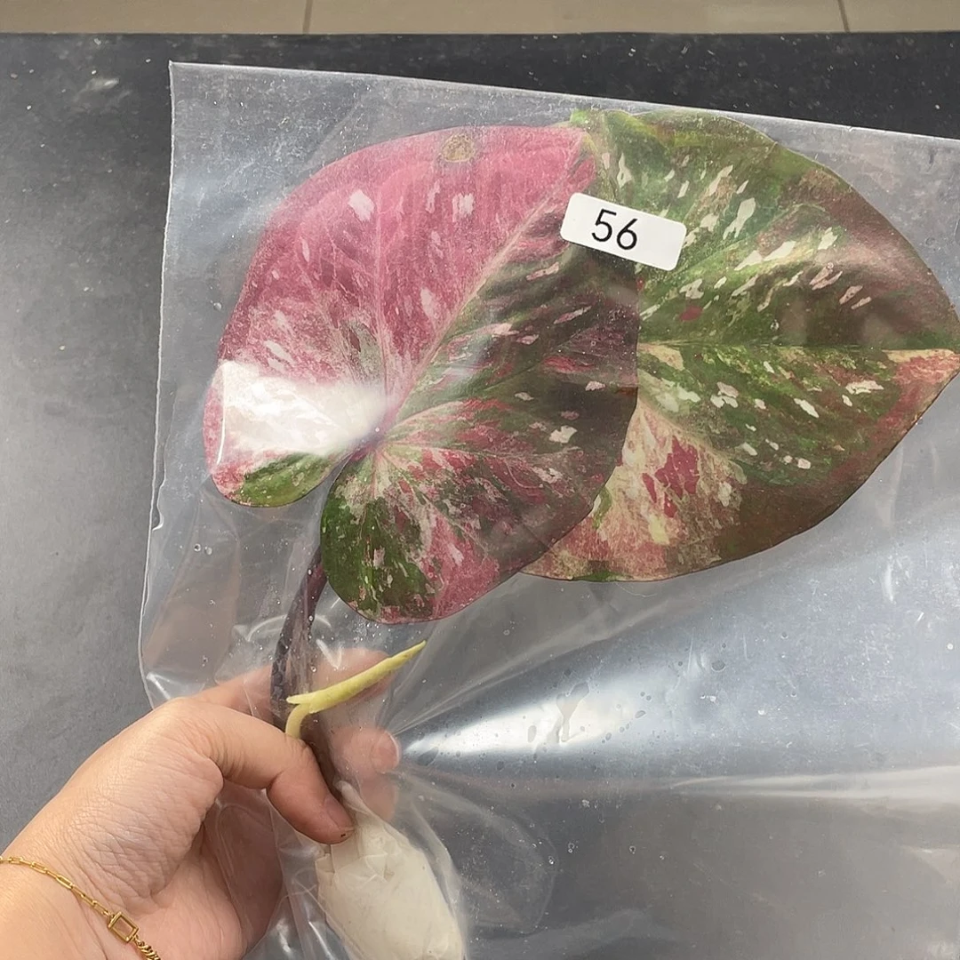 完全开放56袋装发货