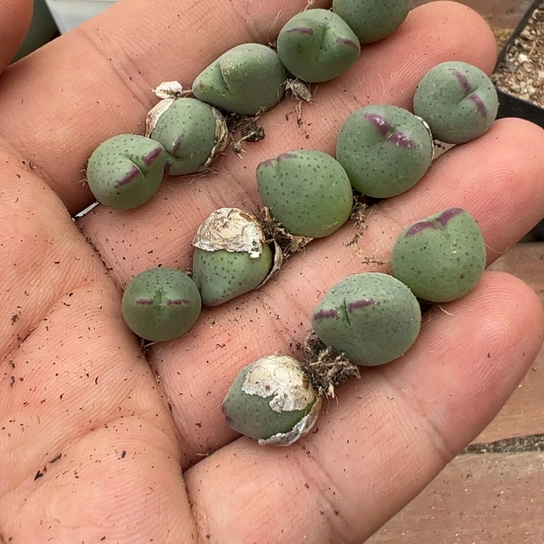 量拍白花0136皮卡丘一颗，多肉