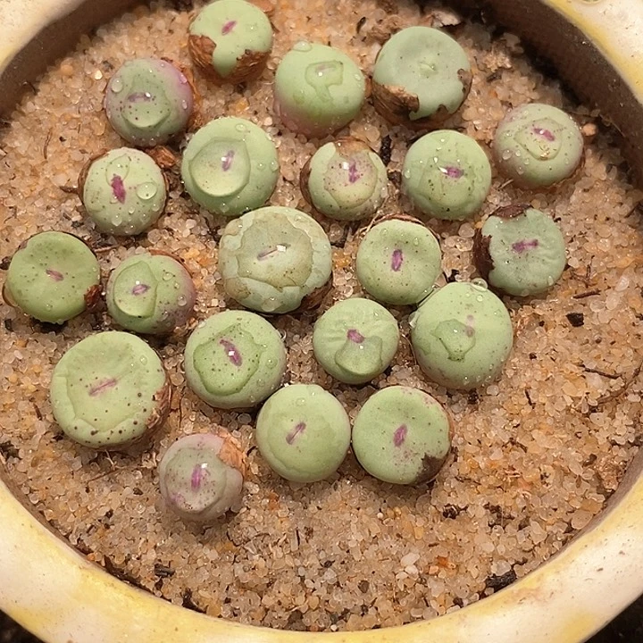编号小红嘴一颗