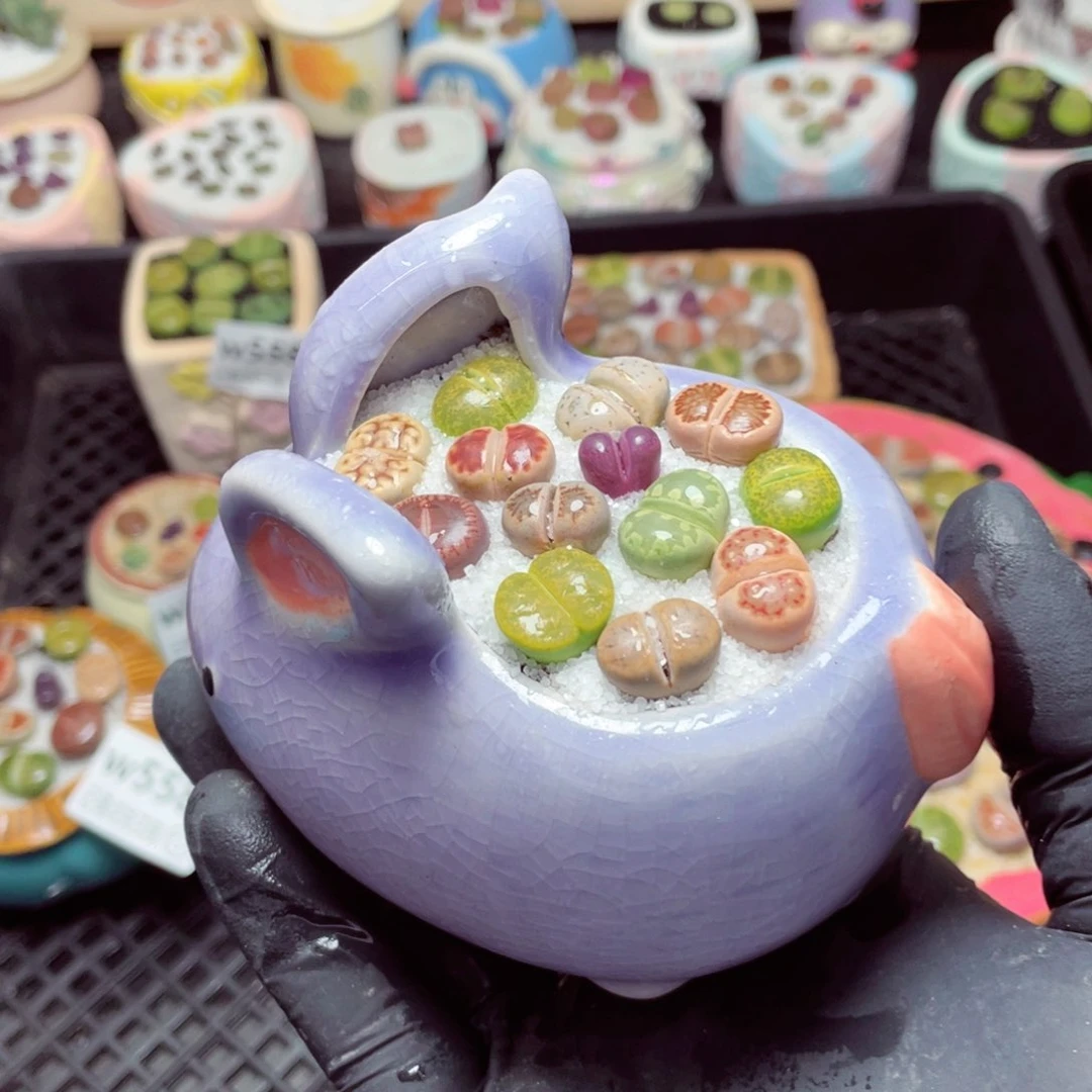 w5584--带盆土发货，零下地区拍保温箱