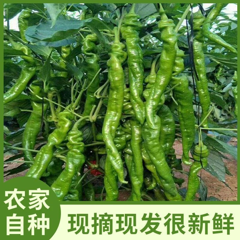 【顺丰包邮】新鲜农家辣椒3斤包邮老乡自产自销