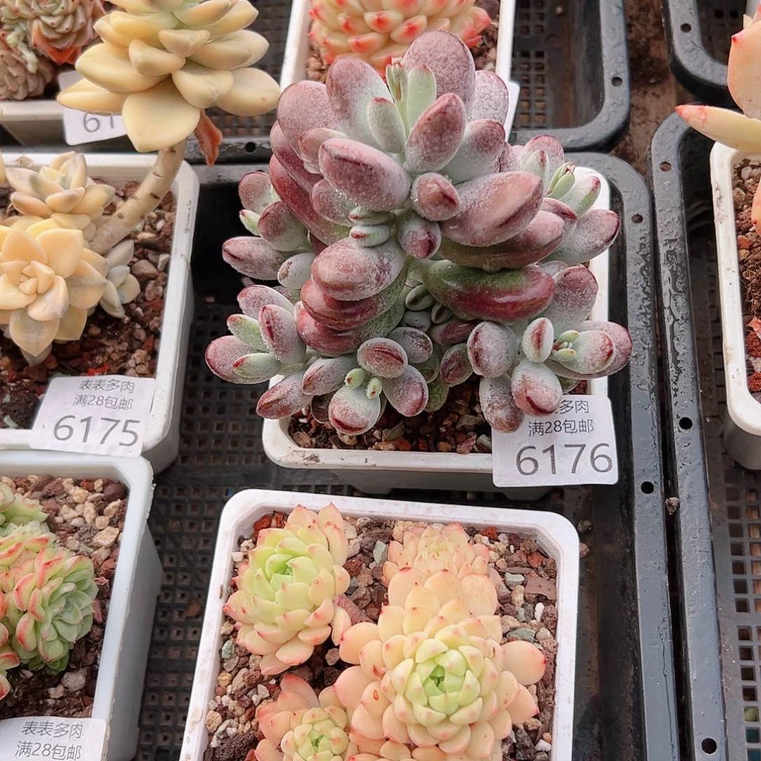 ｷ**?多肉一物一拍6176