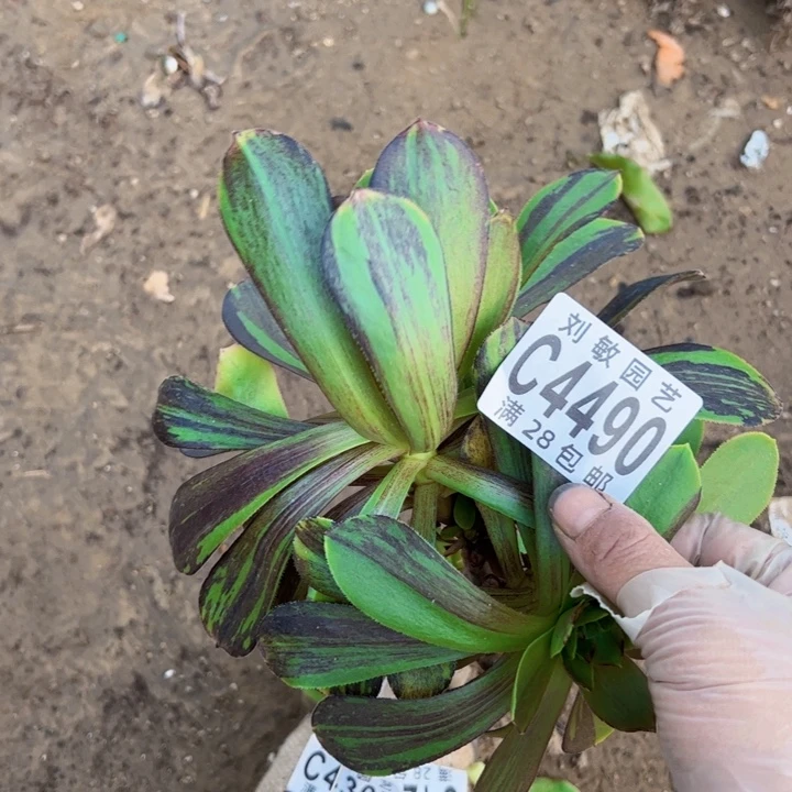 无根多肉植物4490无毒