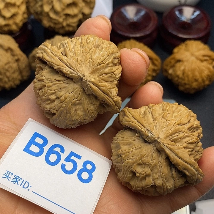 核桃白狮子4.6 00000