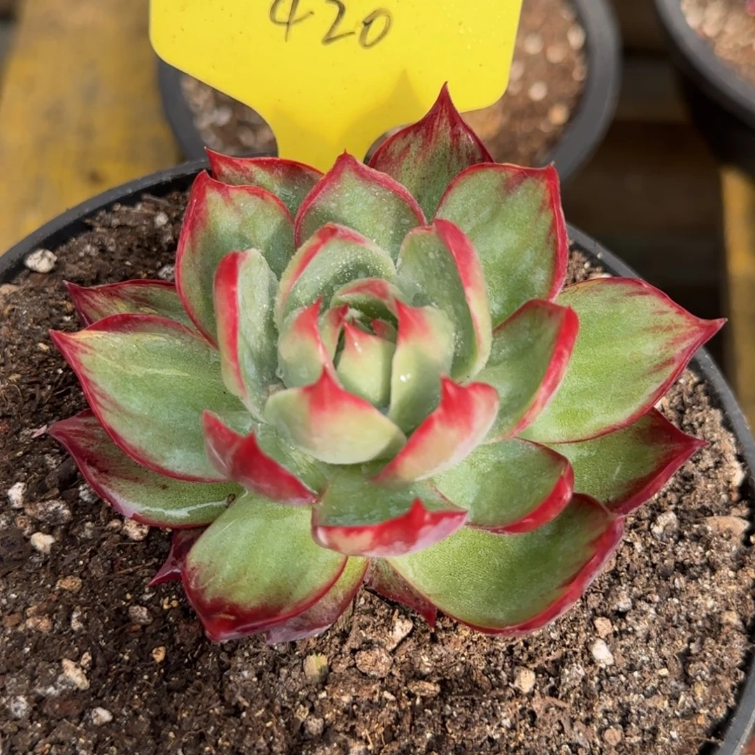 惊鸿一物一拍包装收缩花旱420