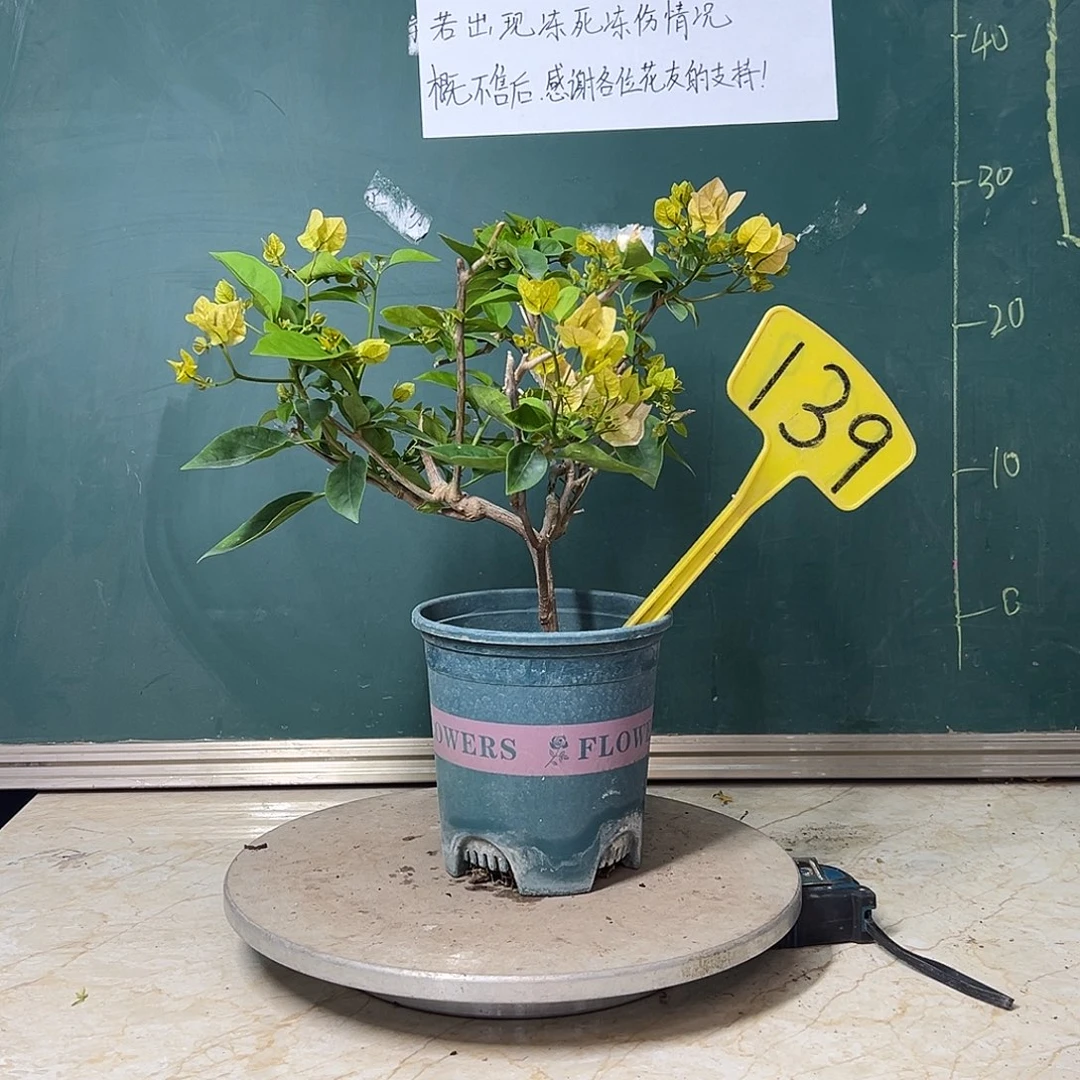 完全开放  造型 黄粉波伊斯玫瑰  139