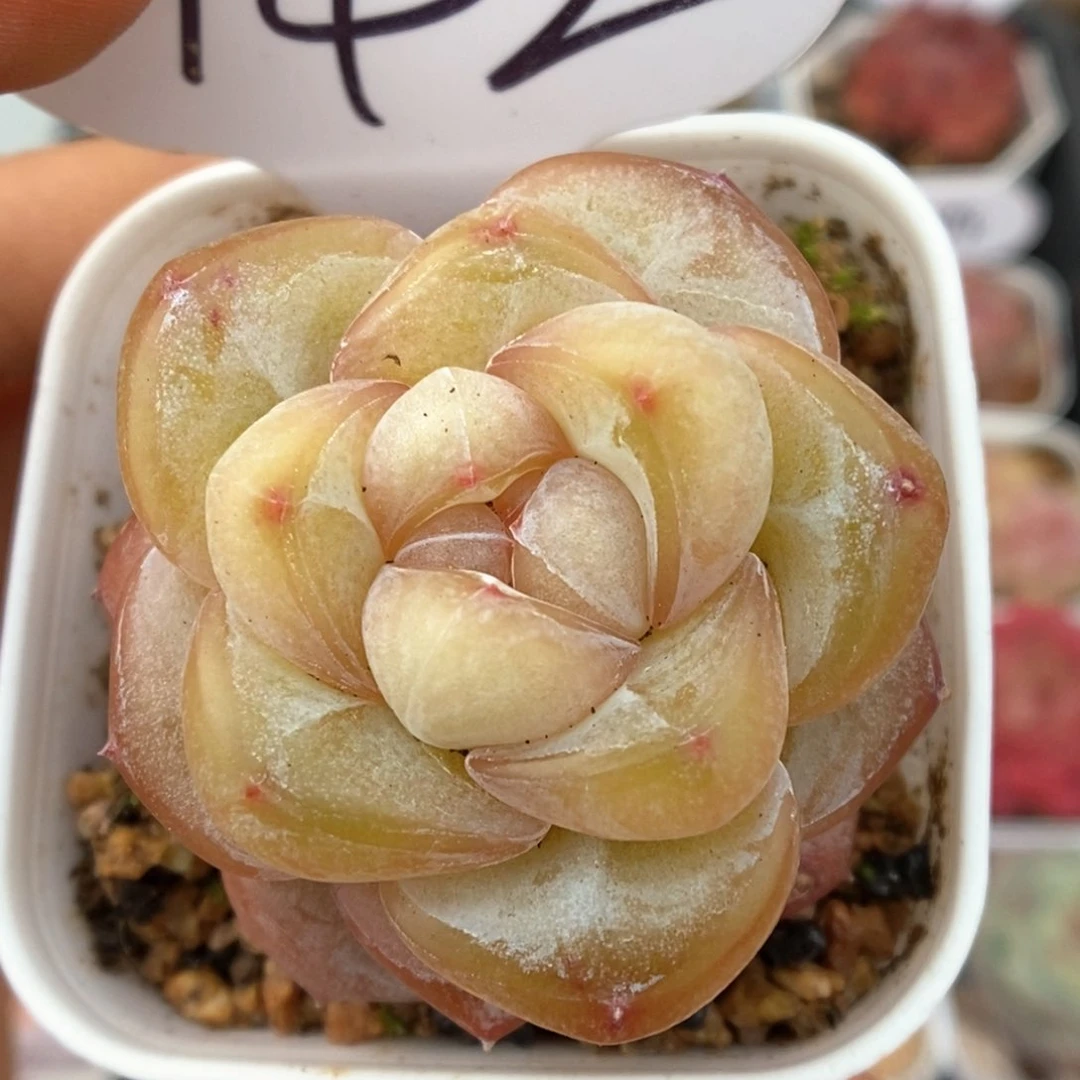 金雀可拍942号。