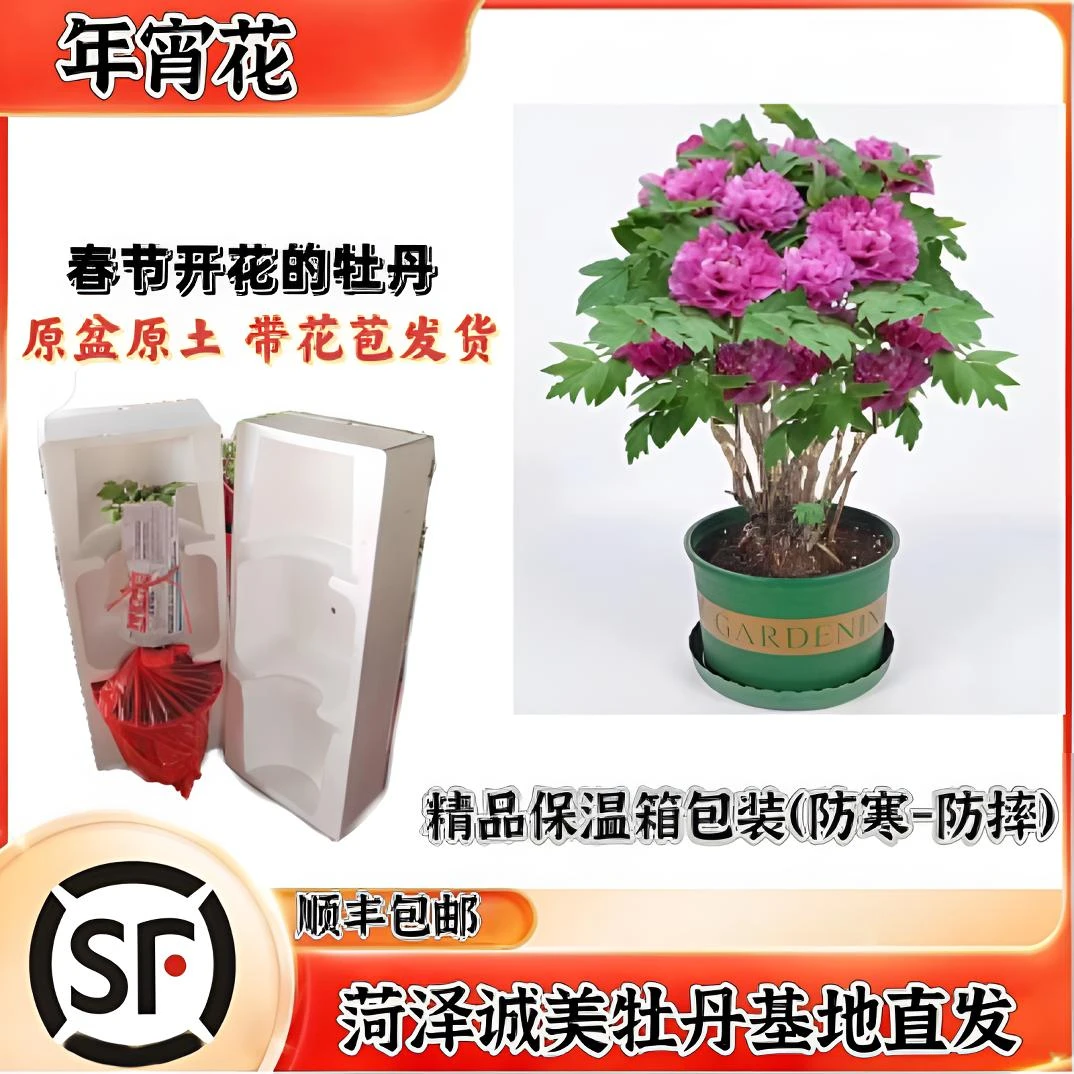 春节开花【年宵花牡丹】原盆原土带花苞新年礼盒精装顺丰包邮