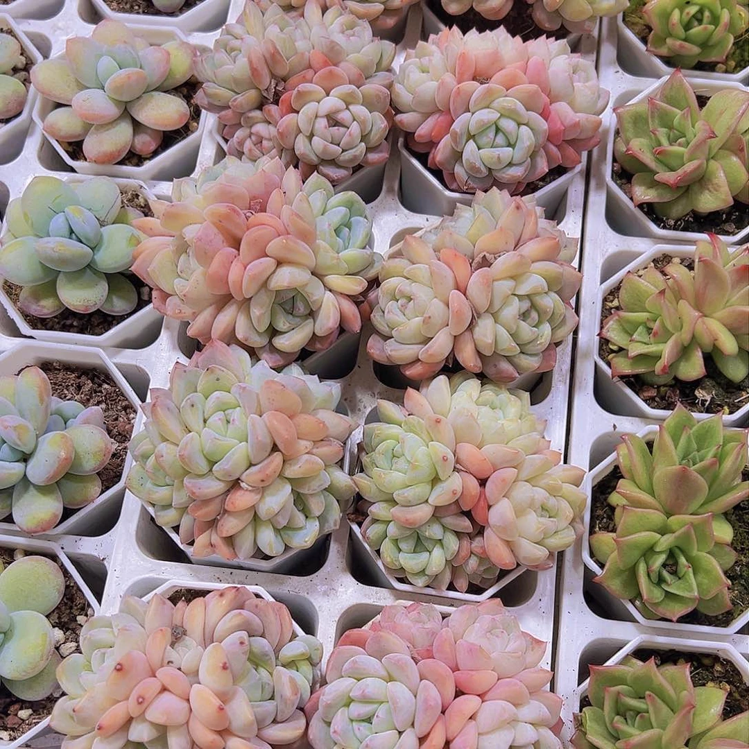 冰玉杂4头起19包邮