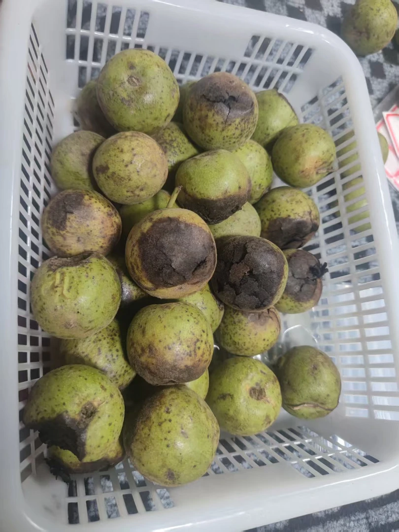 铁锤文玩核桃矮桩只保品种6个