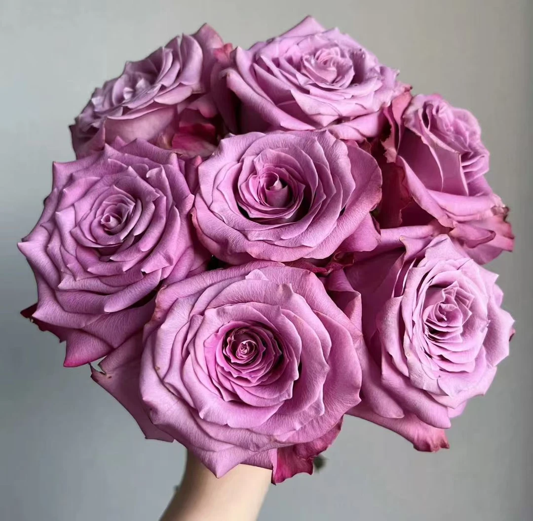 【碧海玫瑰】云南基地直发顺丰冷链包邮