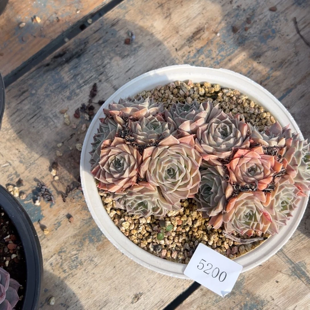 秋*歌5200不包整肉肉肉肉肉肉肉