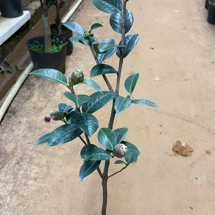 完全开放公正评奖团原生