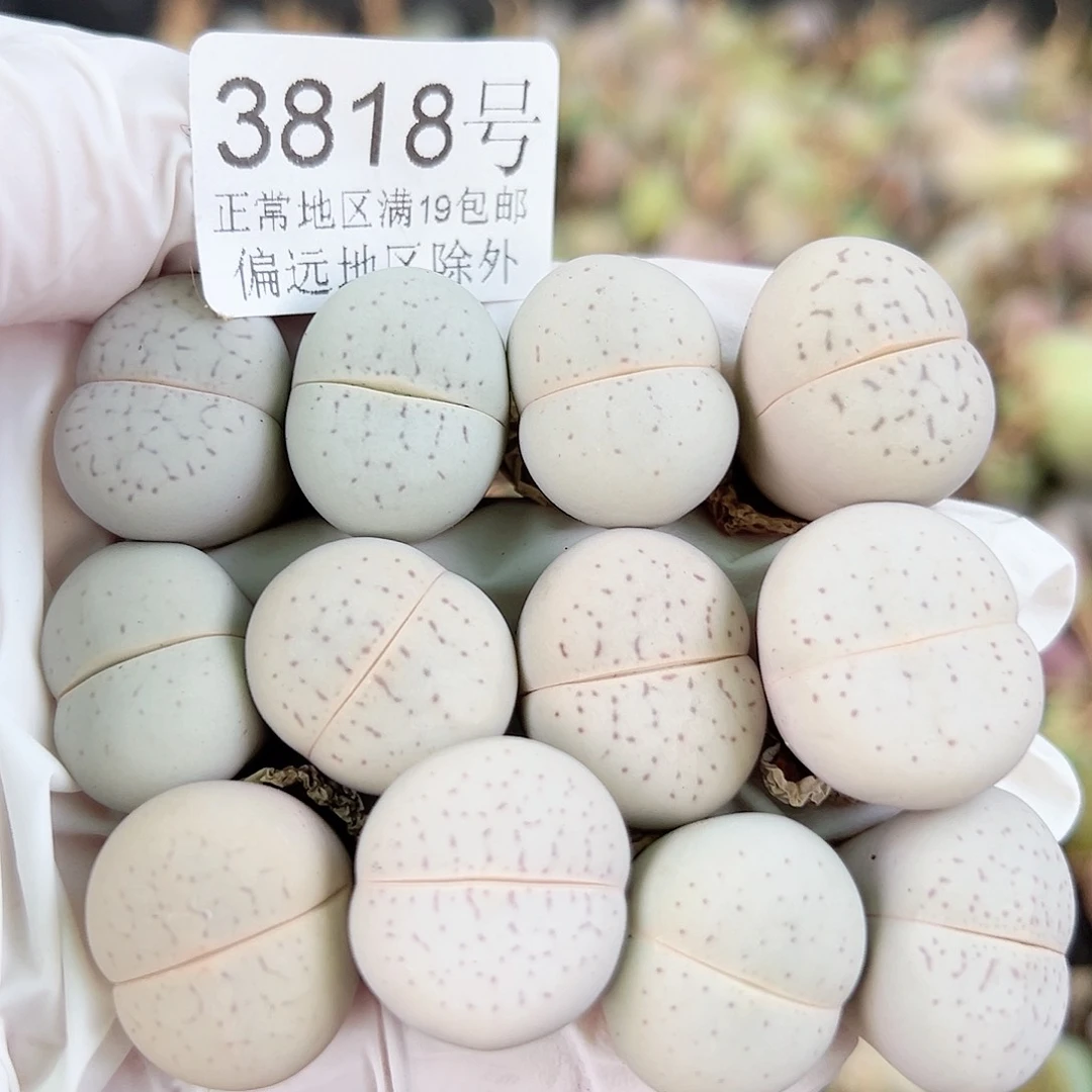 3818四年大白12个2cm左右