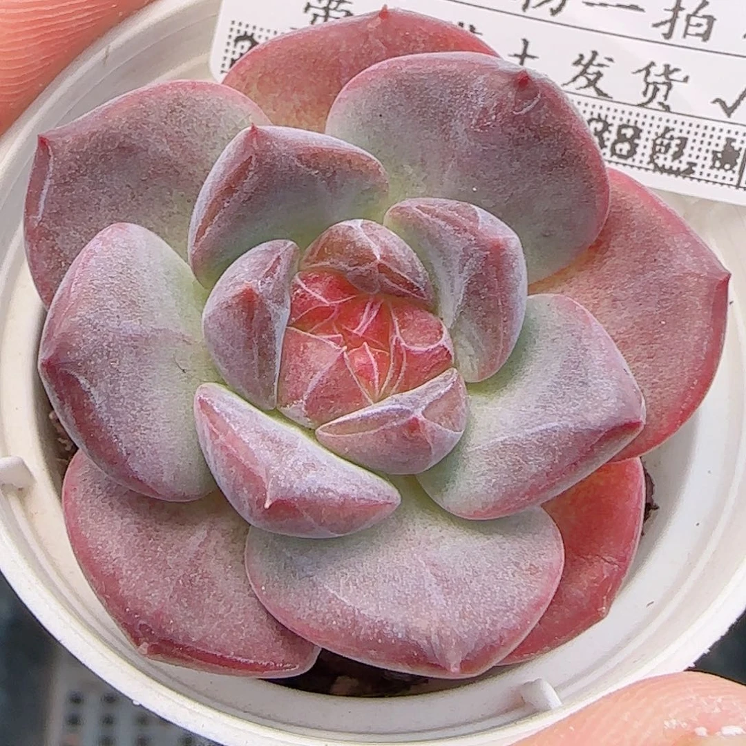 多肉0915-152琥珀天使珍妮
