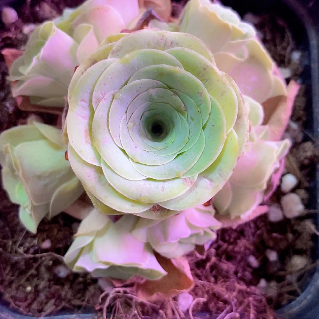 ****️山地玫瑰一物一拍836xy