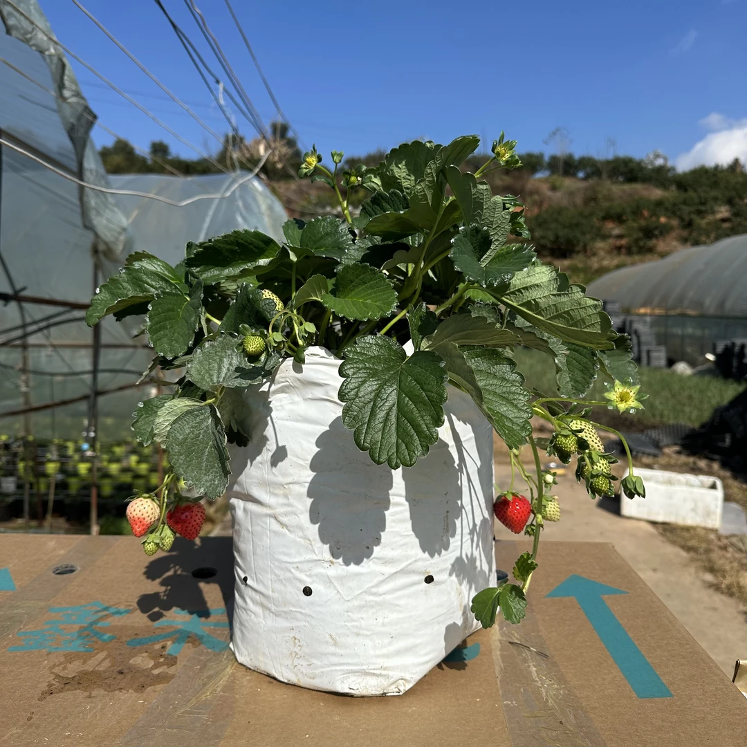 10升草莓盆栽（一物一拍）带袋带土 带花苞青果发货 （果子不售后）