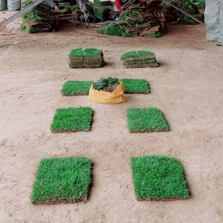 丰***飞无花朵马尼拉草坪包邮价格，。。