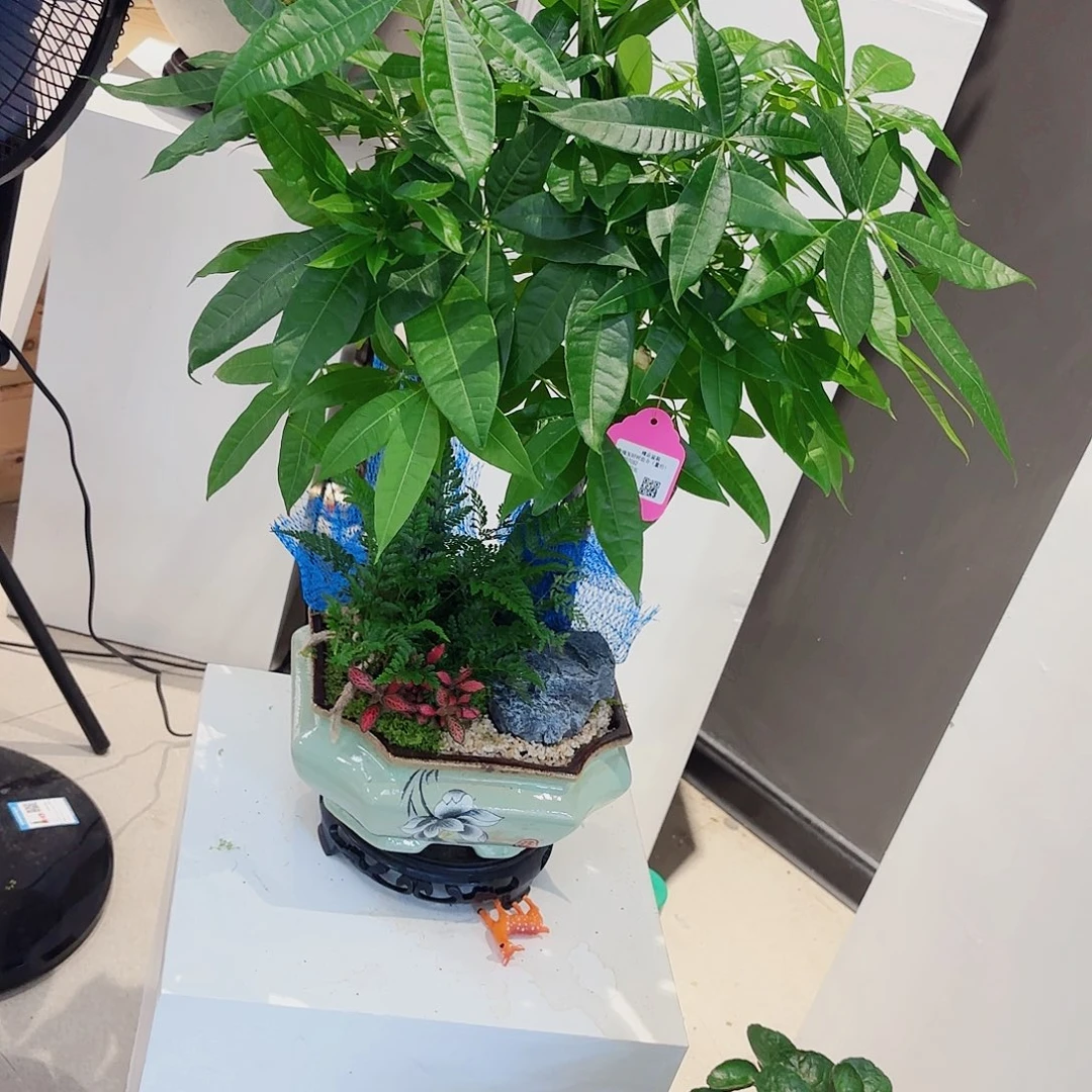 无花朵高端盆景一物一拍