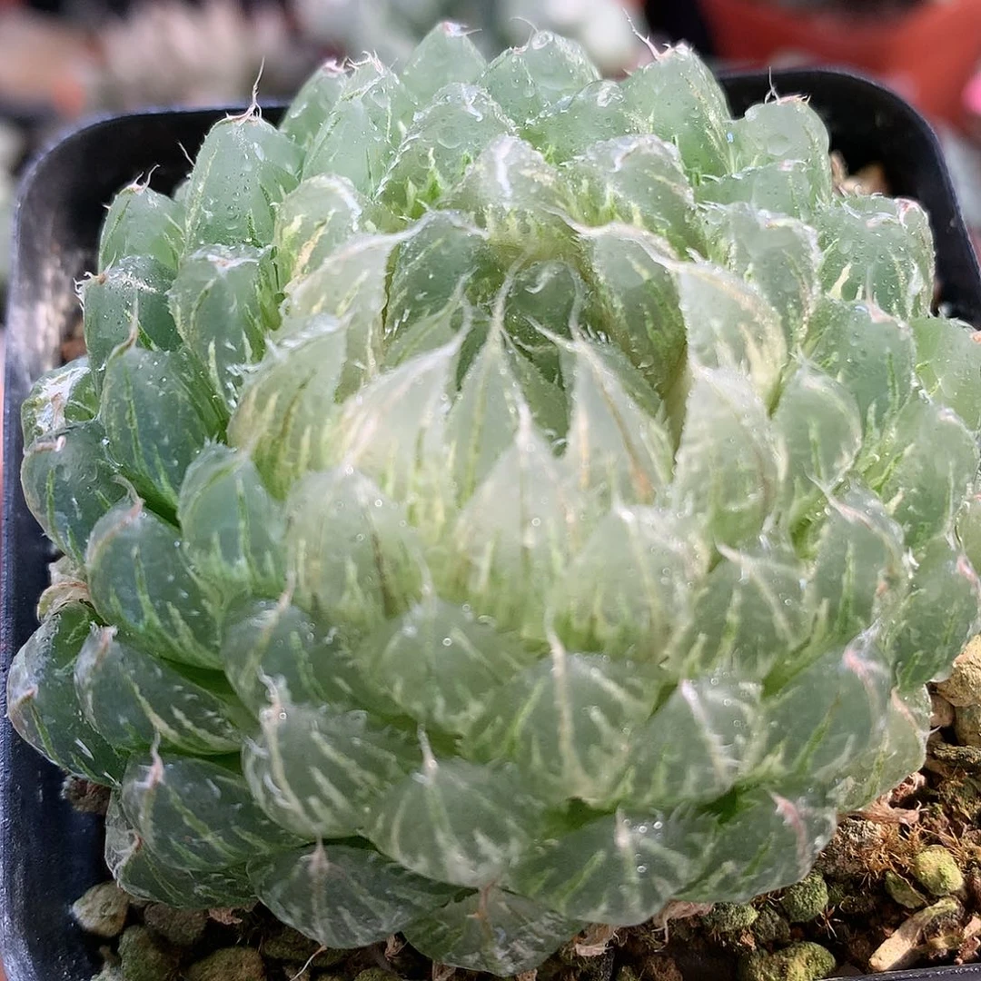 翠云玉露锦带盆土发货ljju