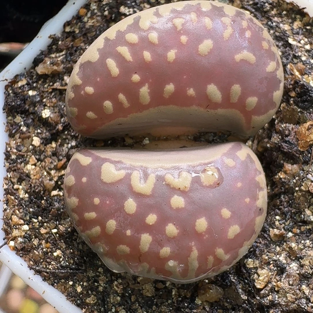 生石花1111111。  289