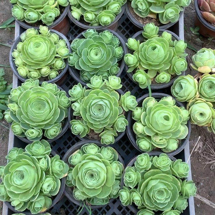 玫瑰混播9厘米左右4个