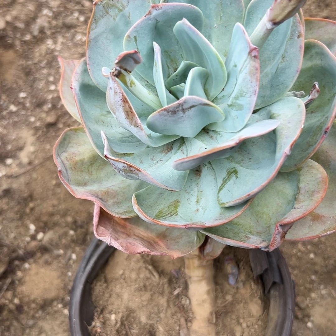 多肉植物老庄白凤