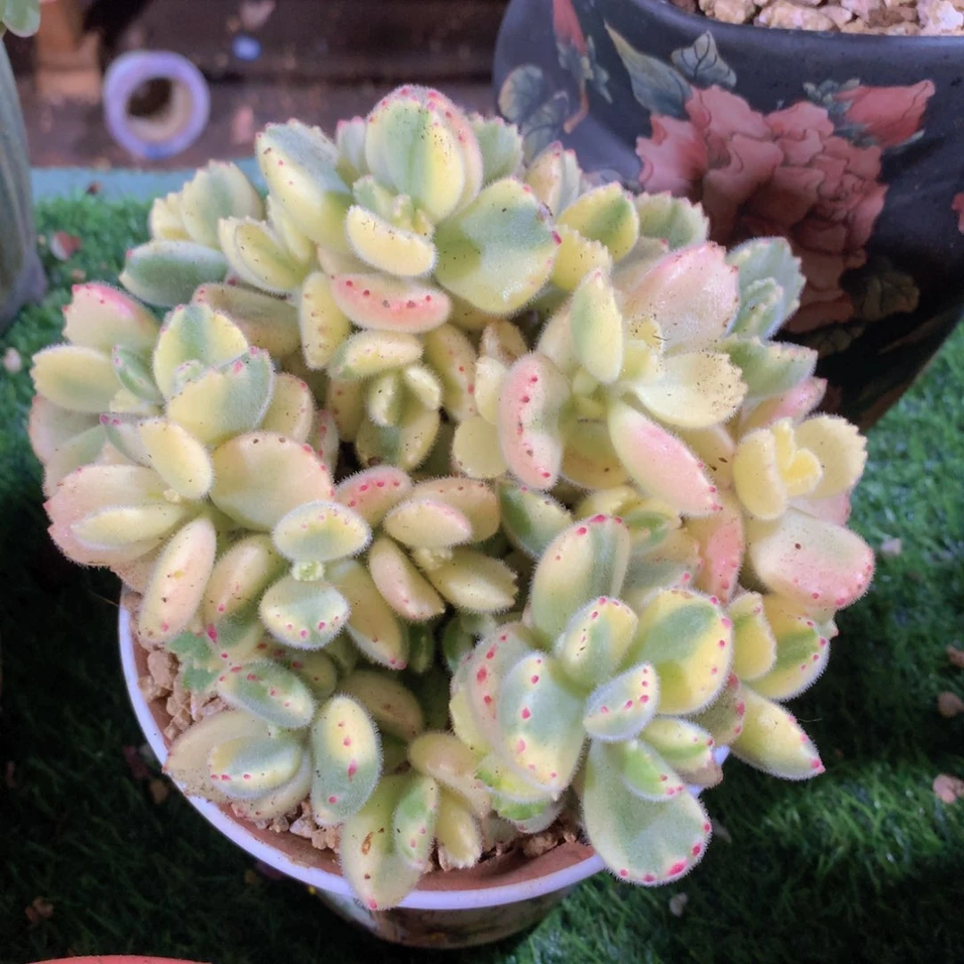 白熊15 公分一物一拍