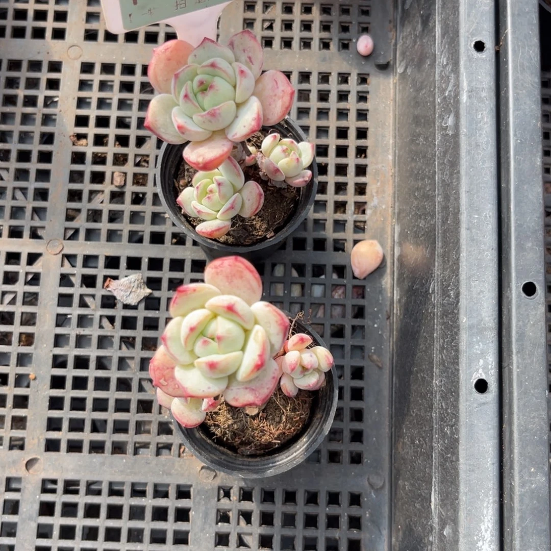 云尘多肉一物一拍1289，