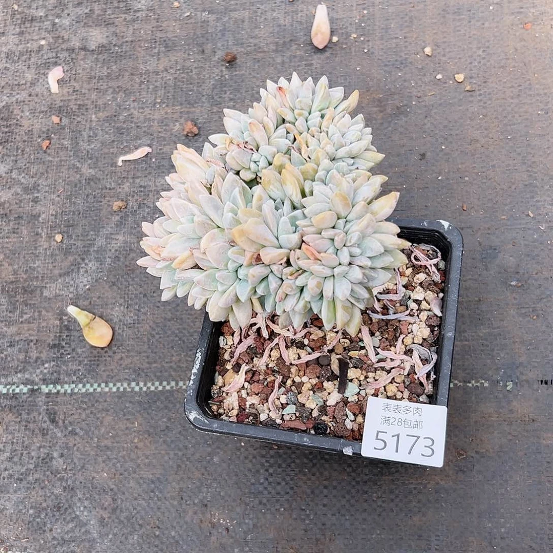 9号宅****下我们的确是一5173